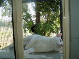 cattery016.jpg